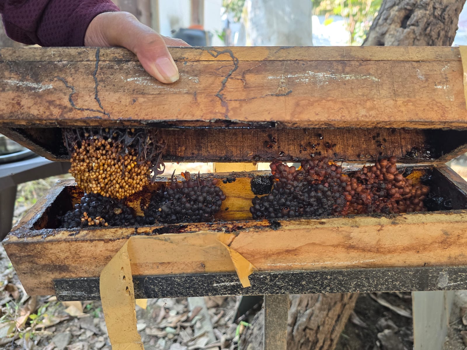 Inside view of natural beehive with pollen storage
