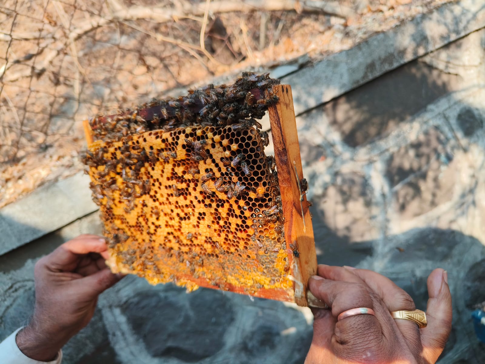 Beekeeper holding honeycomb frame with active bees