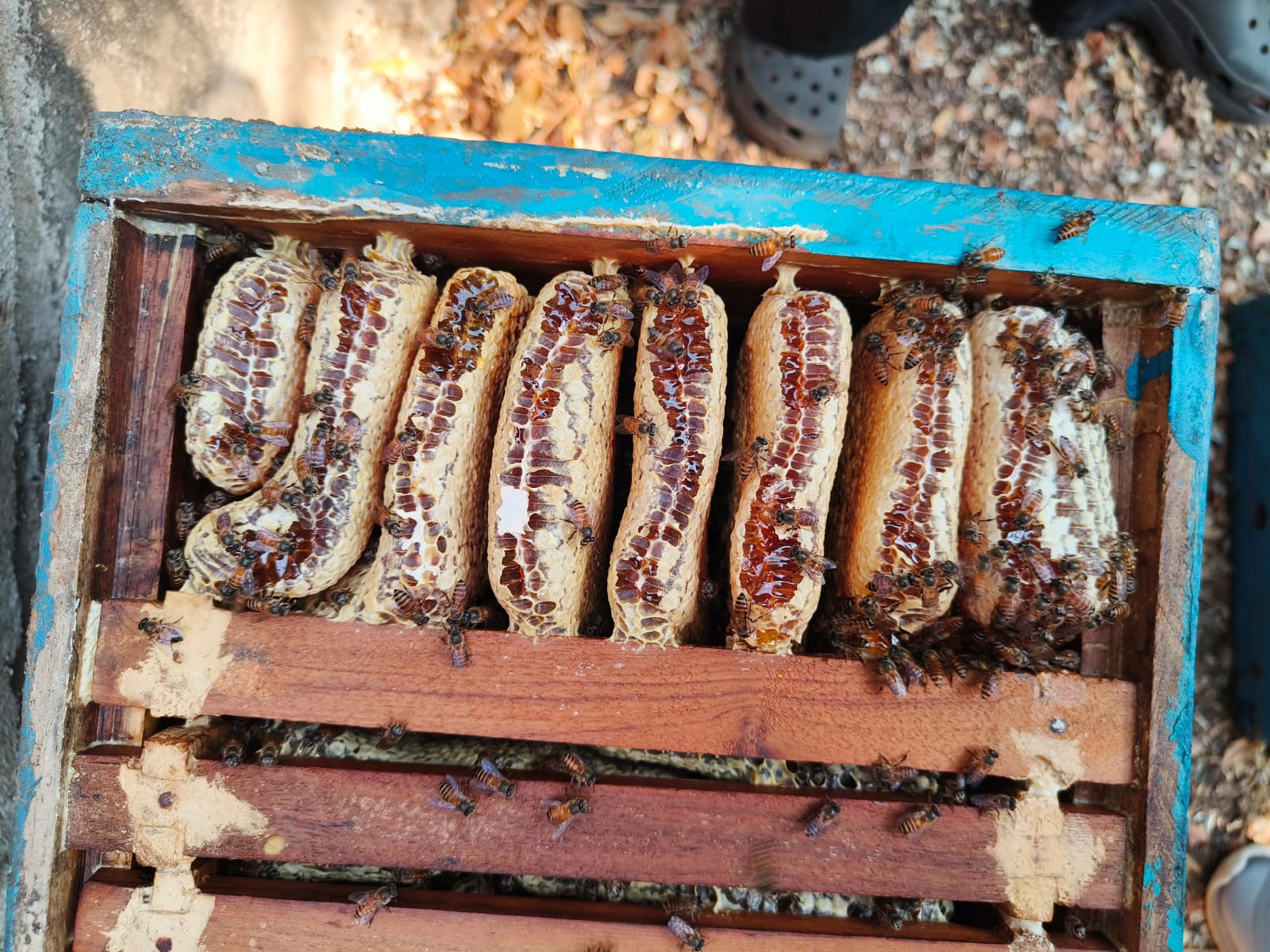 Top view of beehive with organized honeycomb cells